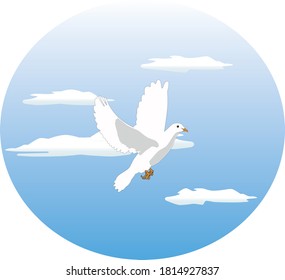 Cumulet pigeon flying on the sky around altostratus clouds