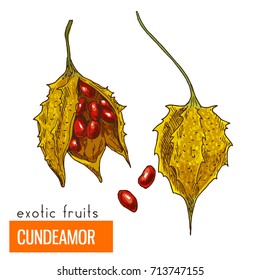 Cundeamor. Full color realistic hand drawn vector illustration.