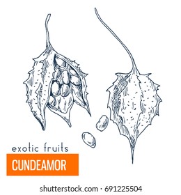 Cundeamor. Hand drawn vector illustration, vintage engraving style.
