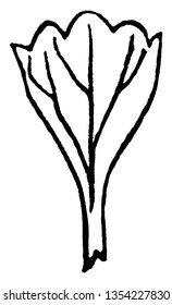 The cuneate leaf is funnel shaped. Leaf upper side is broad and lower side is narrow, vintage line drawing or engraving illustration.