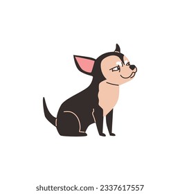 Cunning chihuahua dog flat style, vector illustration isolated on white background. Emotional animal character, decorative design element, little thoroughbred dog