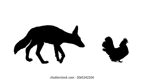 Cunning coyote lurks a prey, hen vector silhouette illustration isolated on white. Smart animal predator. Jackal hunting hen chicken behind back. Farm chantry poultry in danger. Scary domestic bird.