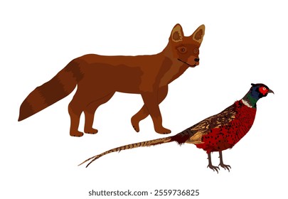 Cunning fox lurks a pheasant vector illustration isolated on white background. Smart animal predator. Hungry fox hunting pheasant cock behind back. Forest wildlife food chain chantry poultry in danger