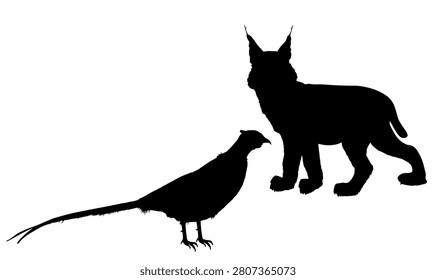 Cunning lynx hunter lurks a pheasant vector silhouette isolated. Smart animal predator. Hungry bobcat hunting pheasant cock behind back. Forest wildlife food chain chantry poultry danger. Wild cat.