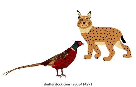 Cunning lynx hunter lurks a pheasant vector illustration isolated. Smart animal predator. Hungry bobcat hunting pheasant cock behind back. Forest wildlife food chain chantry poultry danger. Wild cat.