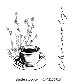 Cup of chicory drink and plant, vector