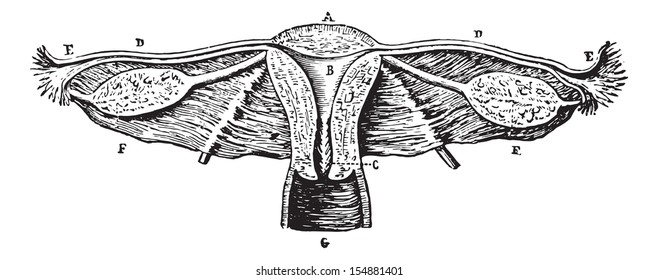 Cup internal genitals of women (Seen from behind), vintage engraved illustration. Usual Medicine Dictionary - Paul Labarthe - 1885. 