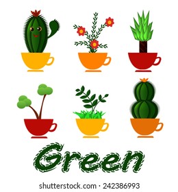 cup plants for decoration