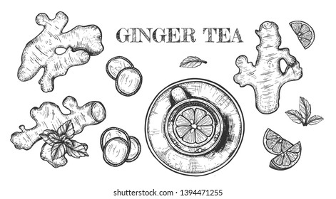 a cup of tea with lemon and ginger. View from above. Vector illustration. freehand drawing