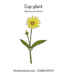 Cup-plant (Silphium perfoliatum), ornamental and medicinal plant. Hand drawn botanical vector illustration