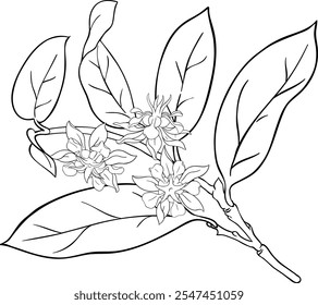 Cupuacu Branch with Flowers Outline Illustration.