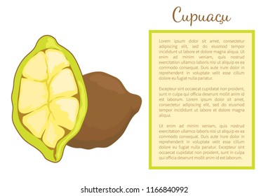 Cupuacu exotic cupuassu, cupuazu and copoasu, tropical rainforest fruit whole and cut. Cacao dieting vegetarian food vector poster frame and text.