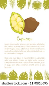 Cupuacu exotic cupuassu, cupuazu and copoasu, tropical rainforest fruit related to cacaovector poster with text sample and palm leaves. Dieting vegetarian icon, edible