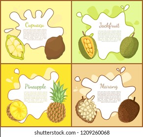 Cupuacu and jackfruit, posters set with editable text sample. Pineapple tropical fruit slice, marang exotic products full of vitamins. Lush meal vector
