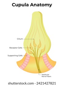 Cupula Anatomy Science Design Vector Illustration Diagram