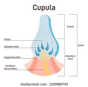 Cúpula, órgano vestibular del sistema. Cúpula ampular interior de oído que proporciona el sentido de la orientación espacial. Equilibrio y equilibrio humano. Sano órgano sensorial y vestibular. Ilustración vectorial plana