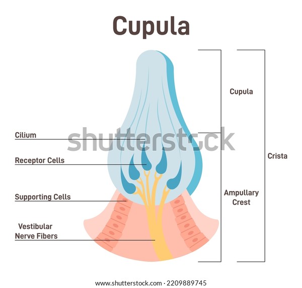 Cupula, vestibular system organ. Inner ear\
ampullary cupula providing the sense of spatial orientation. Human\
balance and equilibrium. Healthy sensory and vestibular organ. Flat\
vector illustration