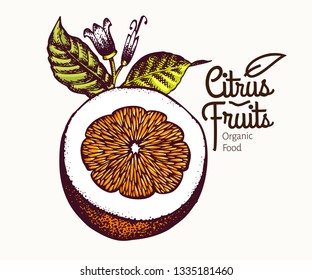 Cur orange illustration. Hand drawn vector fruit illustration. Engraved style. Retro citrus illustration.