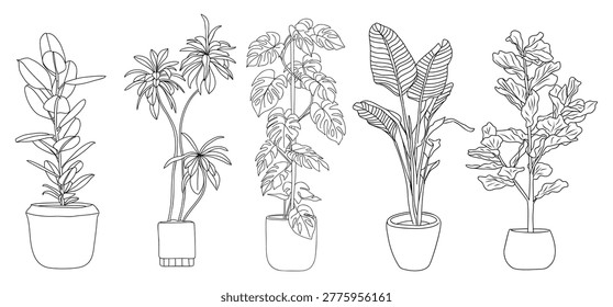 A curated collection of large statement indoor plants in clean line art style. Includes Monstera, Ficus Lyrata, Ficus Elastica, Dracaena and Strelitzia. Perfect for modern interior design, branding