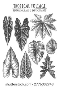 A curated set of highly detailed tropical houseplants, including Calathea and Anthurium leaves, illustrated in a classic engraving style. Excellent for indoor gardening branding, eco-friendly product packaging, and botanical print merchandise.