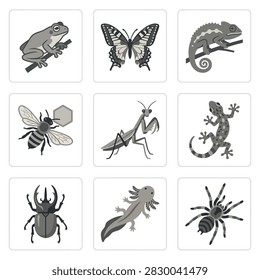 A curated set of stylized illustrations featuring various insects and reptiles, including a frog, butterfly, chameleon, bee, praying mantis, gecko, beetle, axolotl, and spider.