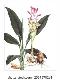 Curcuma aeruginosa Roxb, hand-painted floral and botanical painting, hand-painted herbal painting, natural herbs.