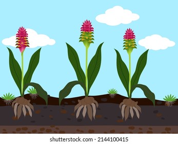 curcuma sessilis en sección transversal del suelo.
