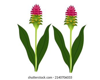 curcuma sessilis on a white background.