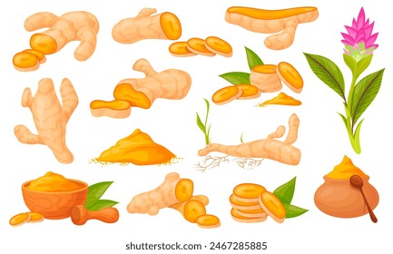 Curcuma. Turmeric root plant with herb leaf, curcumin orange ginger curry dry powder, tumeric bitter organic vegetarian natural medicine food icon cartoon neat vector illustration of root curcuma