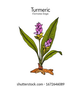 Curcuma zedoaria, zedoary, white turmeric or kentjur, edible and medicinal plant. Hand drawn vector illustration