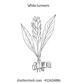 Curcuma zedoaria, zedoary, white turmeric or kentjur. Hand drawn vector illustration