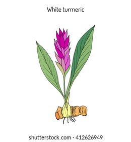 Curcuma zedoaria, zedoary, white turmeric or kentjur. Hand drawn vector illustration