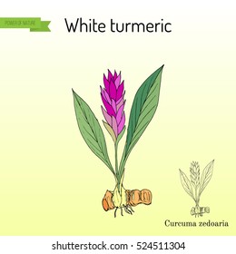 Curcuma zedoaria, zedoary, white turmeric or kentjur. Hand drawn vector illustration