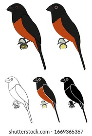 Curio bird in profile view