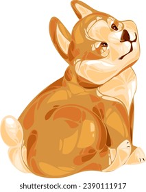 Curious chubby puppy Welsh corgi Pembroke turns around