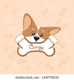 a curious Corgi dog holds a bone