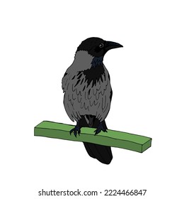 Curious gray crow sitting on a perch. Vector illustration of a large urban bird.