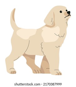 Curious labrador puppy, isolated small pup with playful mood. Canine animal, a domestic pet with furry white coat. Retriever, funny friendly doggy. Dog waiting tail. Vector in flat style illustration