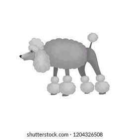 Curious poodle standing with raised tail isolated on white background. Small dog with gray curly hair. Flat vector design