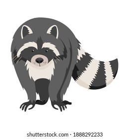 Curious Raccoon Animal with Dexterous Front Paws Walking Vector Illustration