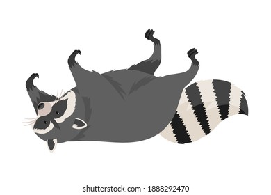 Curious Raccoon Animal Lying on Its Back with Paws Up Vector Illustration