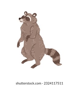 Curious raccoon stands on hind legs flat style, vector illustration isolated on white background. Decorative design element, cute animal with striped tail, wildlife and nature