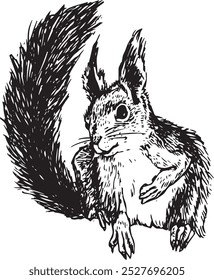 Curious squirrel - hand drawn realistic vector critter illustration