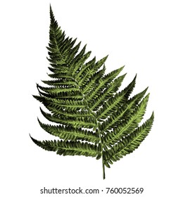 curl fern sprout spiral sketch vector graphics color picture