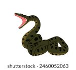 Curl snake attack prey vector illustration isolated on white background. Anaconda snake defense pose treat for enemy. Python predator with muscular body reptile animal. Dangerous boa. Open jaws.