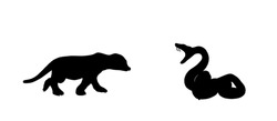 Curl snake defend against mongoose meerkat attack prey vector silhouette illustration isolated on white background. Black serpent. Poison snake shape shadow. Deadly venom predator. Danger treat.