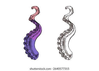 Curled octopus tentacle illustration in dynamic spiral shape. Includes colorful version in pink and purple gradient and detailed hand drawn black and white sketch.