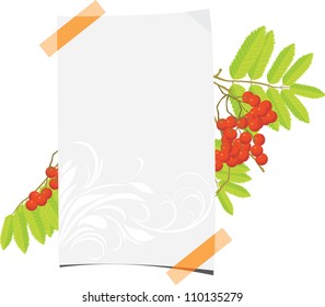Curled paper sheet with rowan branch. Vector