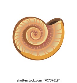 Curled shiny glossy nacreous seashell with unusual pattern