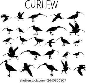 Iconos de aves CURLEW vector de silueta